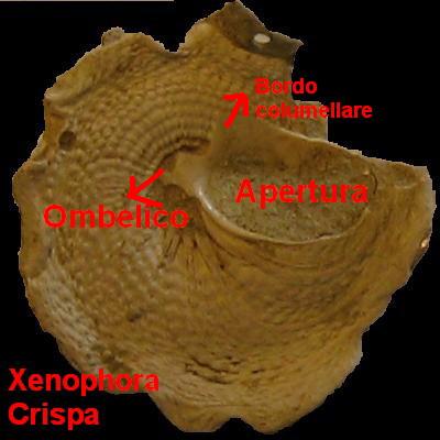 Xenophora crispa (Konig, 1825) - Pliocene - Toscana